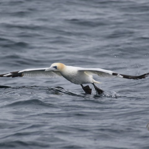 gannet