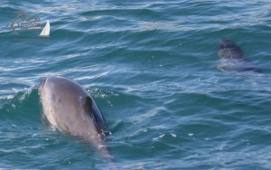 an animal swimming in the ocean