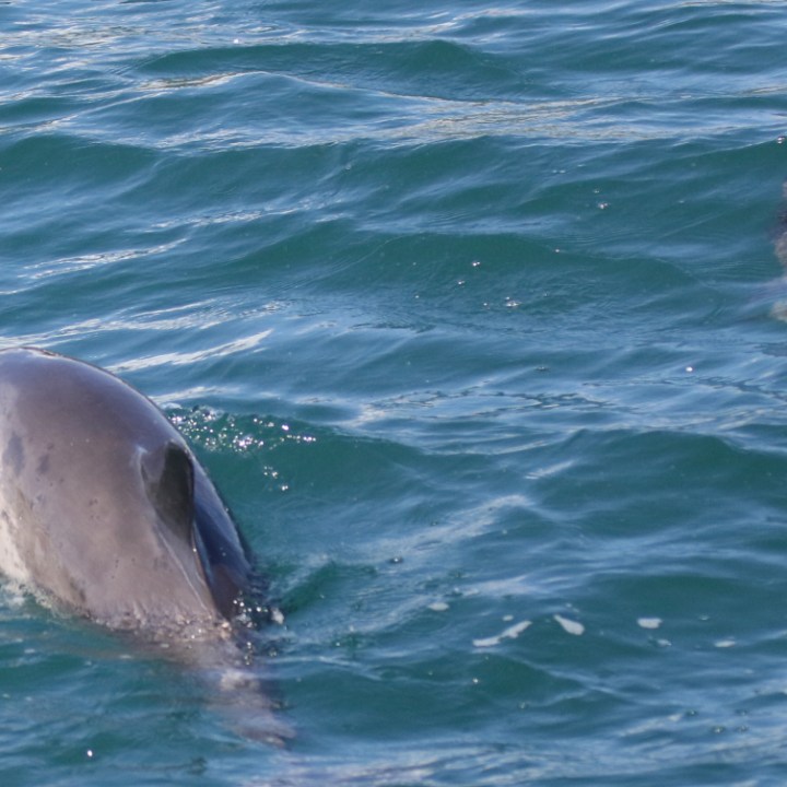 an animal swimming in the ocean