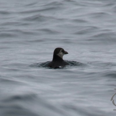 juvenile puffin