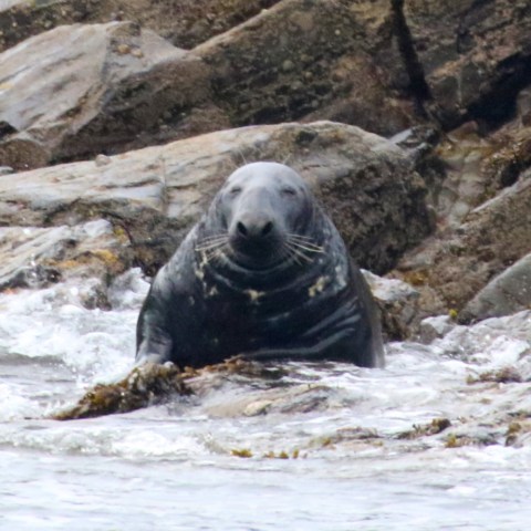 Male Seal