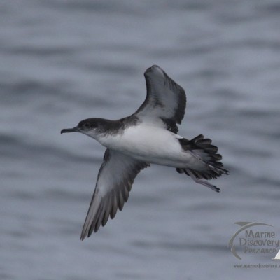 Manx shearwater