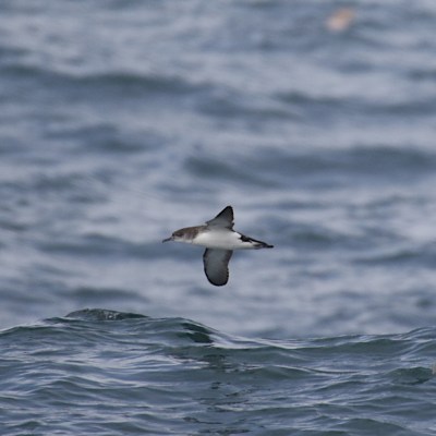Manx shearwater