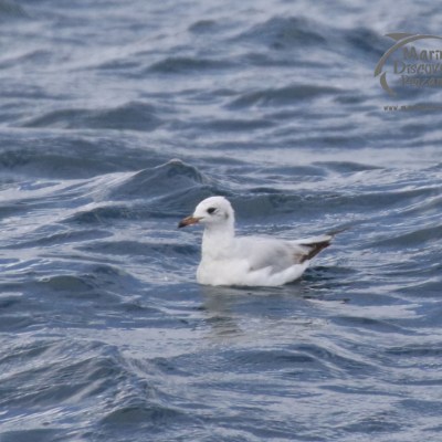 juvenile Mediterranean gull