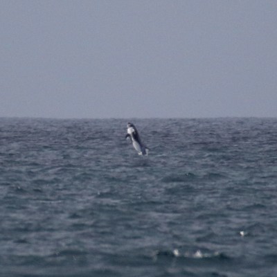 Risso's dolphin breaching