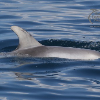 Risso's dolphin