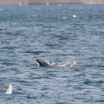 Risso's dolphin