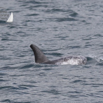 Risso's dolphin