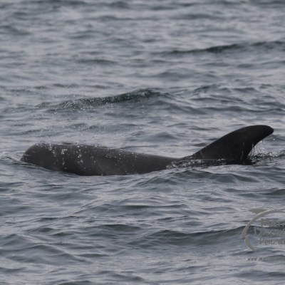 Risso's dolphin