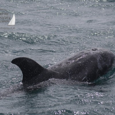 Risso's dolphin