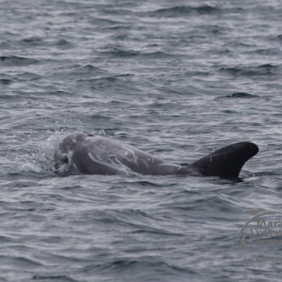 Risso's dolphin face