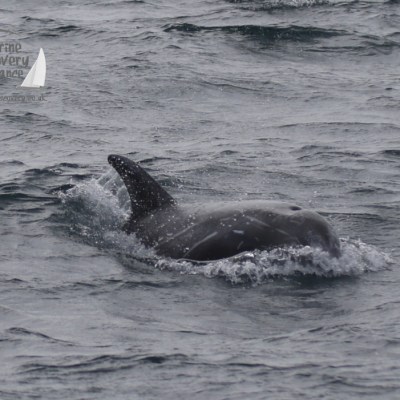 Risso's dolphin