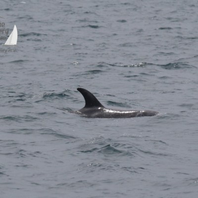 Risso's dolphin