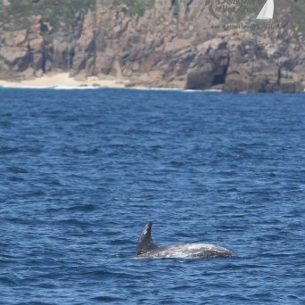 Risso's dolphin