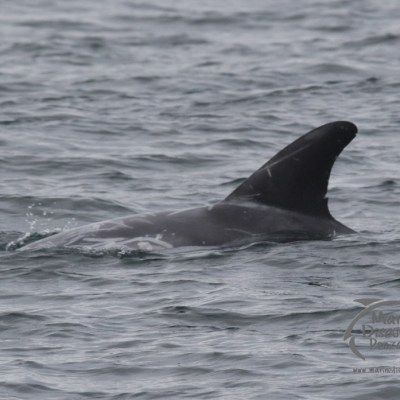 Risso's dolphin