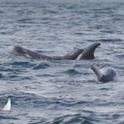 Risso's dolphins