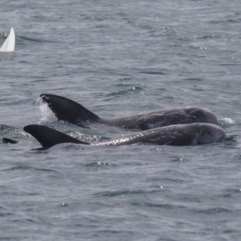 Risso's dolphins
