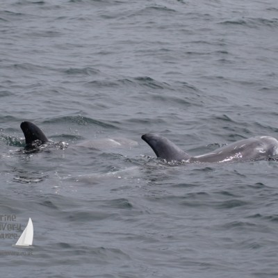 Risso's dolphins