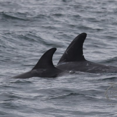 Risso's dolphins