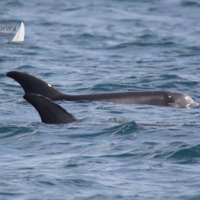 Risso's dolphin