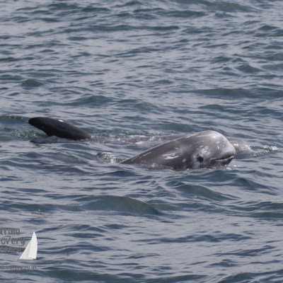 Risso's dolphins