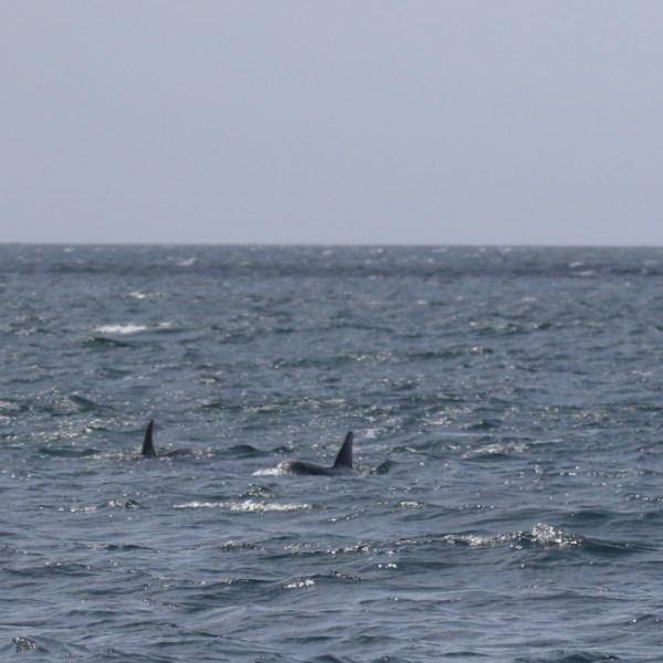 Risso's looking like orcas