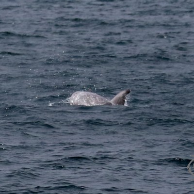 Risso's dolphin