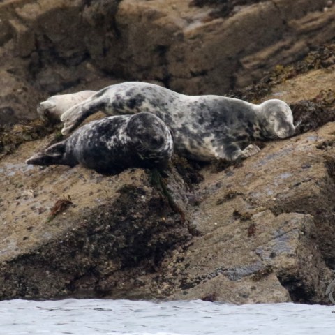 grey seals