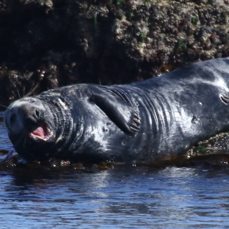 a seal swimming in a body of water