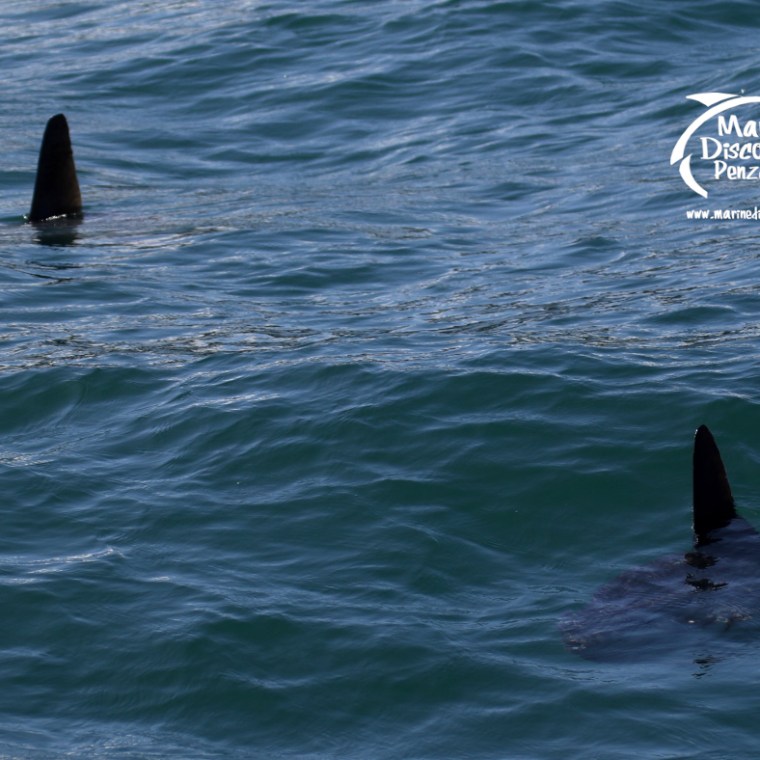 a man riding a wave on a surfboard in the ocean