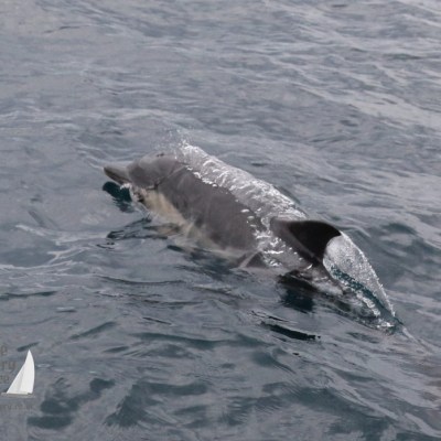 common dolphin