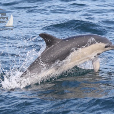 common dolphin