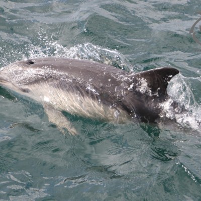 common dolphin