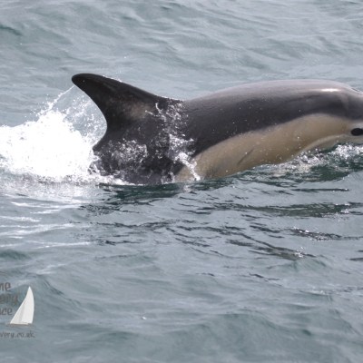 common dolphin