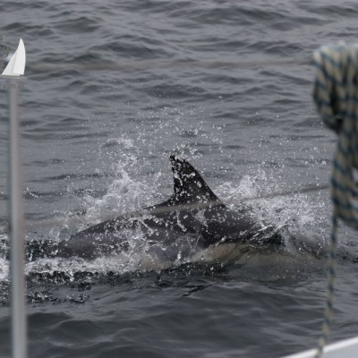 common dolphin