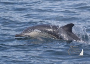 common dolphin