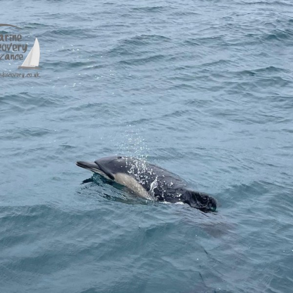 common dolphin
