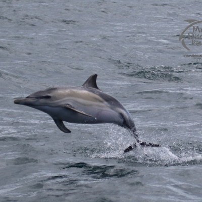 common dolphin
