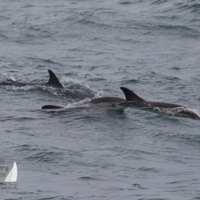 common dolphins