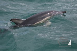 a dolphin swimming in a body of water