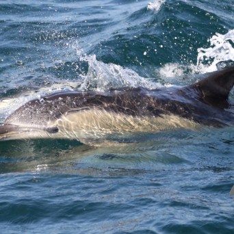 common dolphin