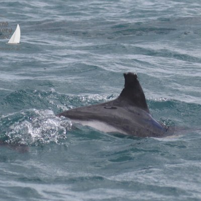 common dolphin with injured fin