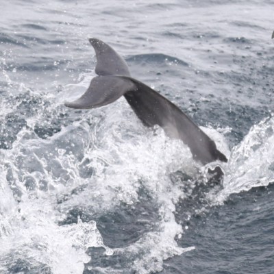 common dolphin tail