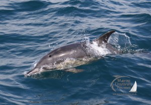 common dolphin