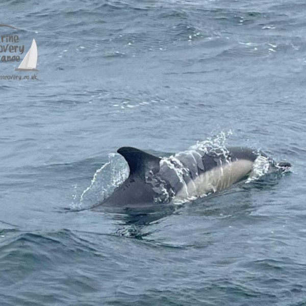 common dolphin
