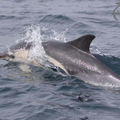 common dolphin