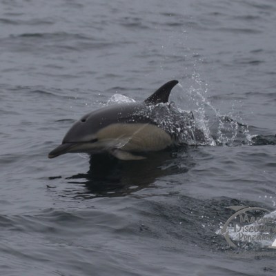 common dolphin