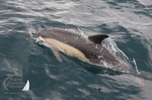 common dolphin