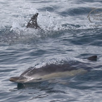 common dolphins