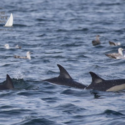common dolphins